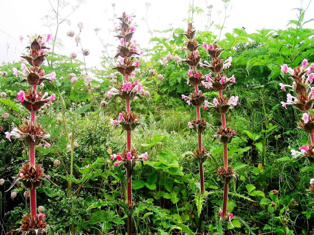 Tall flowers these!