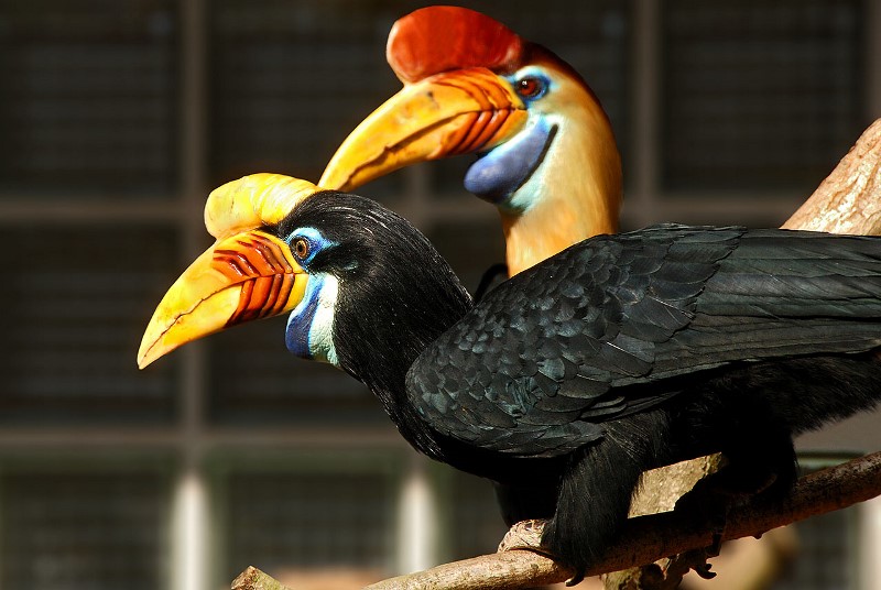 Bird Park ("Vogelpark Walsrode") Germany