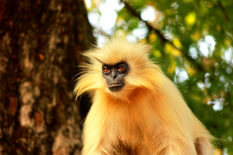 golden langur