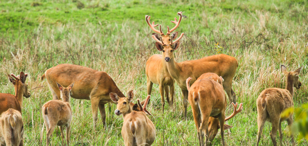 kaziranganationalpark-5_1432102033