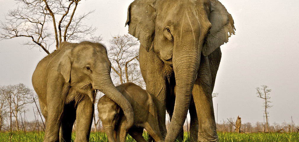 kaziranga national park