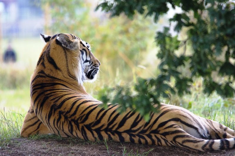 tiger-wildlife-animal-zoo-162332-edited