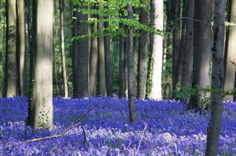 Halle Forest, Belgium