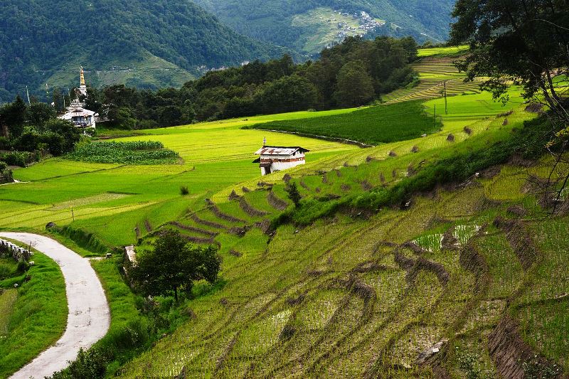 paddy_fields_at_ziro_arunachal_pradesh