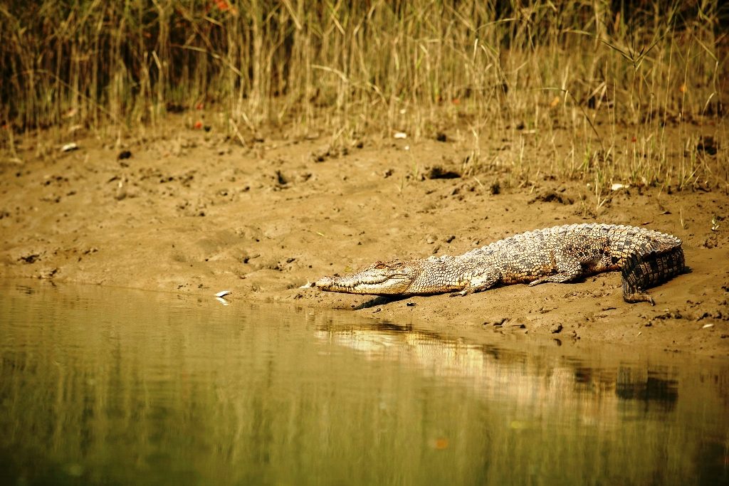 Sunderbans