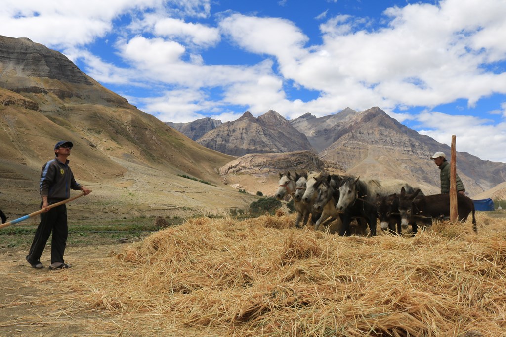 farming-in-spiti