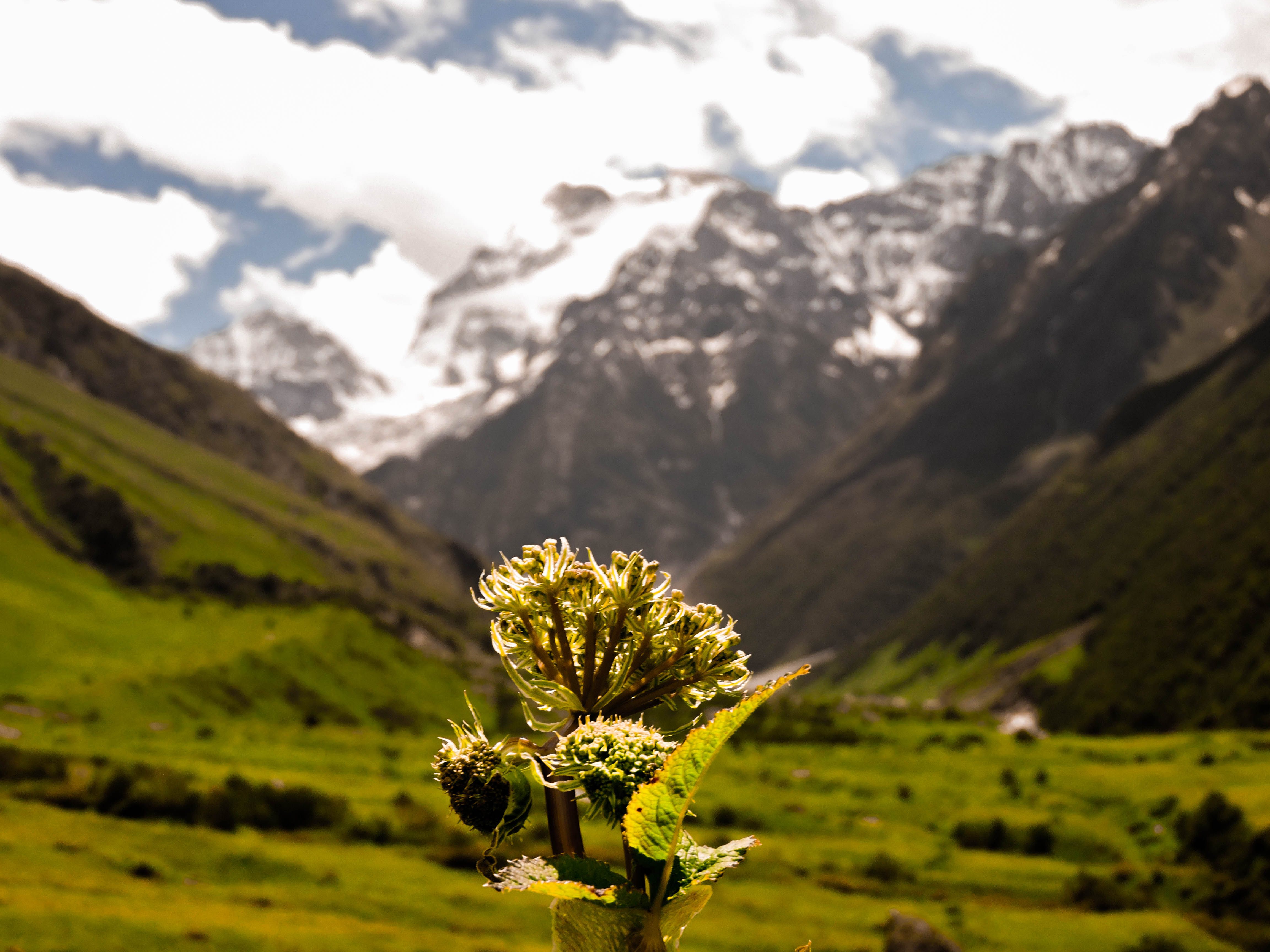 Divine Beauty in the Valley of Flowers