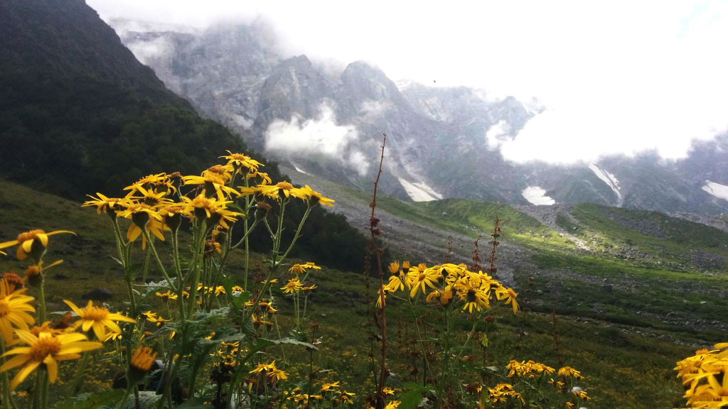 Flowers on the trek to Beas Kund